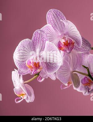 Fleur d'orchidée pourpre avec feuilles vertes sur fond violet. Copier l'espace. Photo de haute qualité Banque D'Images