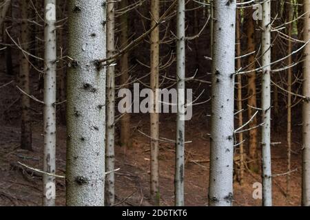 Concentrez-vous sur le tronc ancien de l'épinette dans une forêt dense de conifères. Forêts, environnement, changements climatiques, maladies et concepts de durabilité Banque D'Images