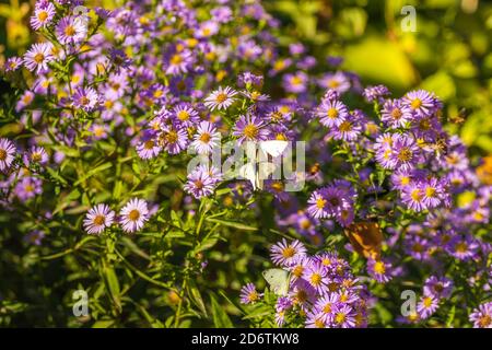 Papillon sur les fleurs daisy lilas vert sur fond naturel de flou artistique en journée ensoleillée. Focus sélectif. Carte postale Banque D'Images