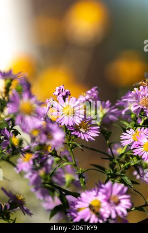 Papillon sur les fleurs daisy lilas vert sur fond naturel de flou artistique en journée ensoleillée. Focus sélectif. Carte postale Banque D'Images
