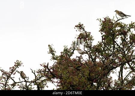 19 octobre 2020 : faune du Royaume-Uni : deux tarifs de terrain et une redwing - une partie d'un grand troupeau arrivant à Wharfedale de leur voyage de migration. West Yorkshire. Rebecca Cole/Alamy News (c) Banque D'Images