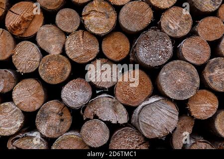 Pile empilée de billes de bois, tranches rondes naturelles, extérieur Banque D'Images