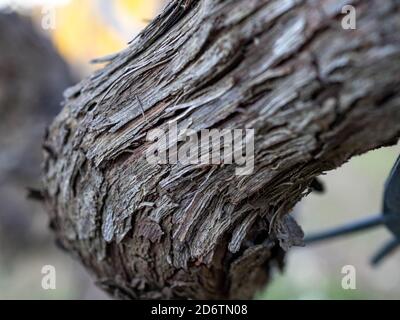 Vue en gros plan du tronc de la vigne. Détails de la peau Old Strain. Rainures du tronc de la vigne. Photographie macro Banque D'Images