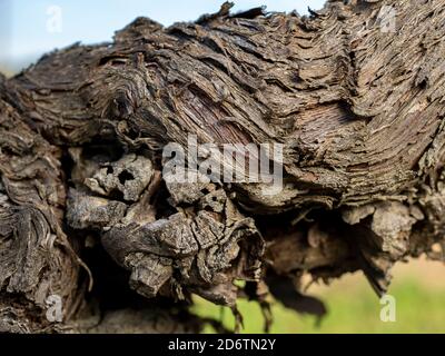 Vue en gros plan du tronc de la vigne. Détails de la peau Old Strain. Rainures du tronc de la vigne. Photographie macro Banque D'Images