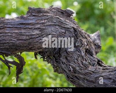 Vue en gros plan du tronc de la vigne. Détails de la peau Old Strain. Rainures du tronc de la vigne. Photographie macro Banque D'Images