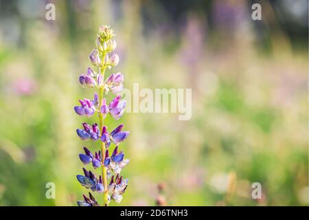 Un champ de fleurs de lupin (Lupinus) au printemps Banque D'Images