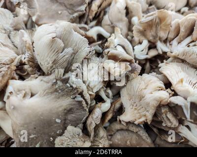 Sélection de l'accent sur les champignons huîtres à vendre sur le marché des agriculteurs Banque D'Images