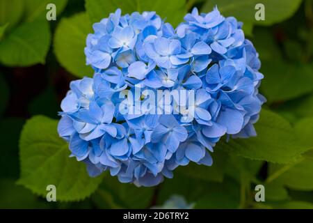 Hydrangea macrophylla, hortensia à tête de mobylette et fleurs bleues Banque D'Images