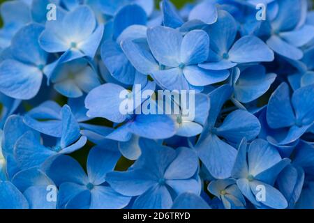 Hydrangea macrophylla, hortensia à tête de mobylette et fleurs bleues Banque D'Images