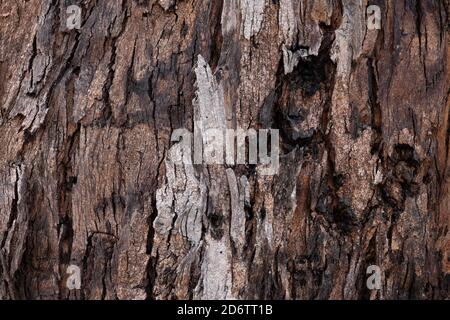 Texture de la surface de l'écorce d'eucalyptus Banque D'Images