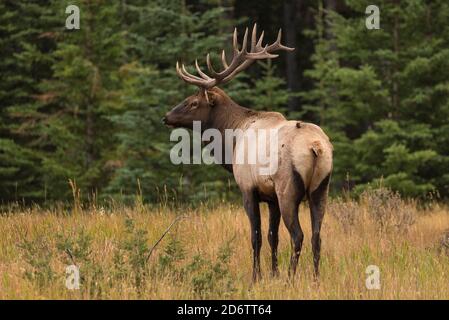 Wapiti (Wapiti), parc national Banff, Alberta, Canada Banque D'Images