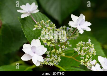 Hydrangea macrophylla, lacecap hydrangea avec deux fleurs blanches Banque D'Images