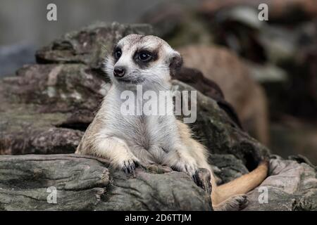 Gros plan mignon relax meerkat (suricata) que petit animal couché ou s'asseoir sur bois de bois sur le fond flou de la nature. Banque D'Images