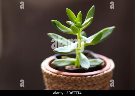 fermez la plante succulente de cactus dans un pot sur fond noir Banque D'Images
