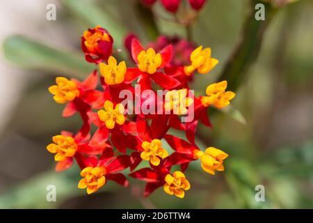 Laitaded tropical dans un jardin de Caroline du Sud. Le milkweed attire les papillons, mais cette variété est controversée. Banque D'Images