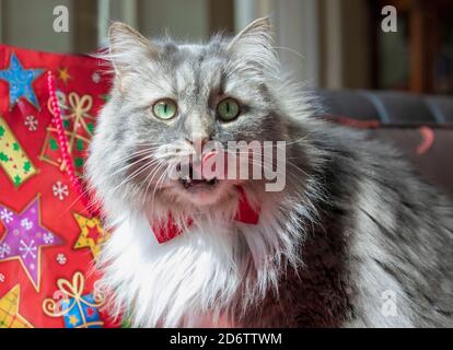 Un long chat tabby gris aux cheveux avec un thème de Noël. Chat de la forêt sibérienne avec des yeux verts et une manie blanche portant un noeud papillon rouge. Banque D'Images