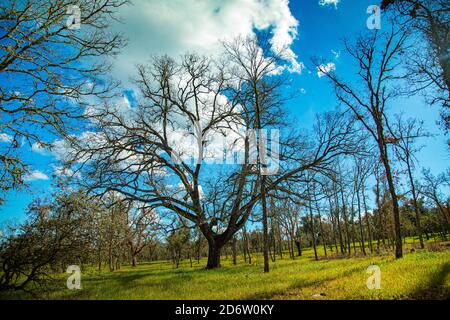 Grand arbre à flanc de colline sans feuilles en automne, entouré de peupliers Banque D'Images