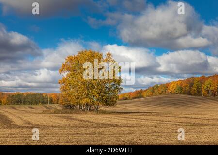 Les collines vallonnées d'un champ de fermiers dans le nord du Wisconsin. Banque D'Images