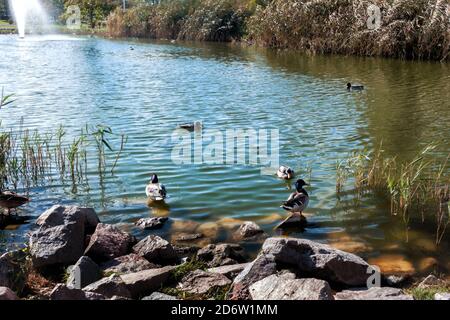 Les canards nagent et se nourrissent près de la côte de l'étang dans la ville parc le jour de l'automne Banque D'Images