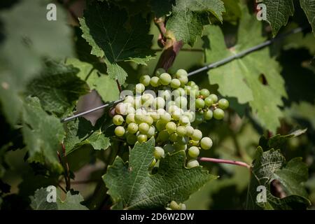 Gros plan sur un bouquet de raisins verts immatures non mûrs sur une vinette, prêt bientôt à être récolté pour produire du vin blanc dans une vinerie. Image d'une mise au point Banque D'Images