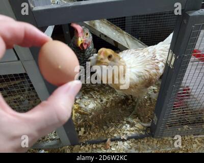 Main d'un homme tenant un œuf posé pour les poulets de jardin avec des poulets en arrière-plan, San Ramon, Californie, 28 septembre 2020. () Banque D'Images