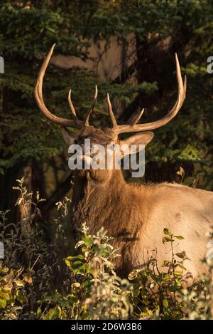 Wapiti (Wapiti), parc national Banff, Alberta, Canada Banque D'Images