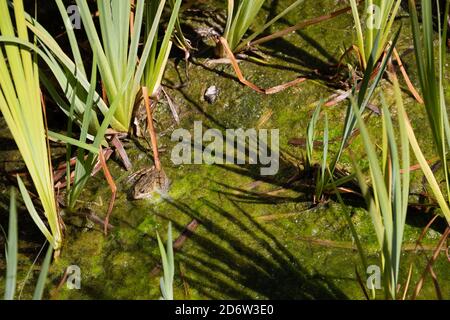 Grenouille cachée dans l'eau et des plantes dans un lac vert, en catalogne espagne Banque D'Images