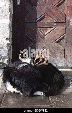 Tabby chat balayant sur un chien noir de berger bulgare. Se garder au chaud en hiver. Animaux isolés et sans abri par temps froid. Banque D'Images