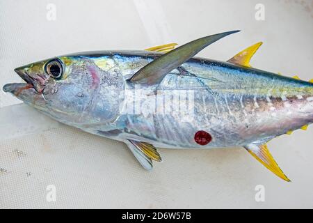 Thon à nageoires jaunes, Thunnus albacares, avec une morsure fraîche du requin de cuisine, Isistius brasiliensis, Kona Coast, Big Island, Hawaii, Etats-Unis, Pacifi Banque D'Images