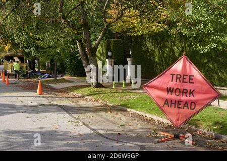 Arboriste travaillant dans une rue résidentielle à Vancouver, Colombie-Britannique, Canada Banque D'Images