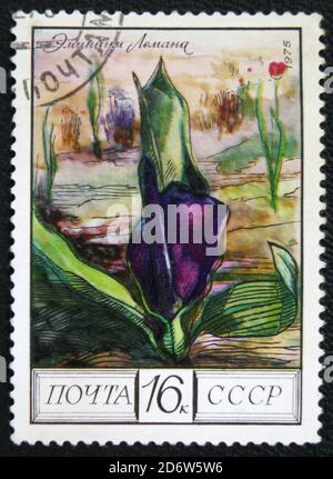 MOSCOU, RUSSIE - 7 JANVIER 2017 : un timbre montre l'image d'un Éminium avec la désignation 'Eminium lehmannii', série, vers 1975 Banque D'Images