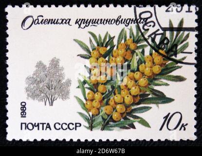 MOSCOU, RUSSIE - 7 JANVIER 2017 : un timbre imprimé en URSS montre l'argousier, vers 1980 Banque D'Images