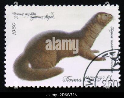 MOSCOU, RUSSIE - 12 FÉVRIER 2017 : un timbre imprimé en URSS montre le vison brun foncé (Putorius lutreola), une série d'espèces précieuses d'animaux à fourrure, Banque D'Images