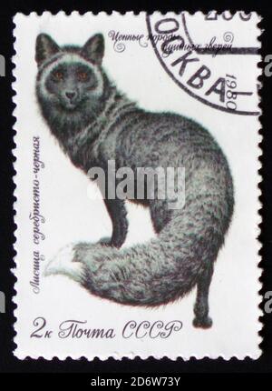 MOSCOU, RUSSIE - 12 FÉVRIER 2017 : un timbre imprimé en URSS montre l'image d'un renard argenté foncé de la série 'animaux à fourrure', vers 1980 Banque D'Images