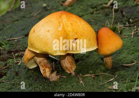 Champignons roussgils squameux qui poussent sur un tronc d'arbre pourri, recouverts de mousse et d'algues Banque D'Images