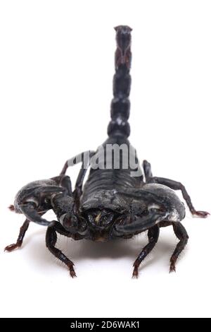 Le scorpion de la forêt noire asiatique (Heterometrus) peut être trouvé des insectes toxiques Dans les forêts tropicales de l'Asie isolées sur un fond blanc Banque D'Images