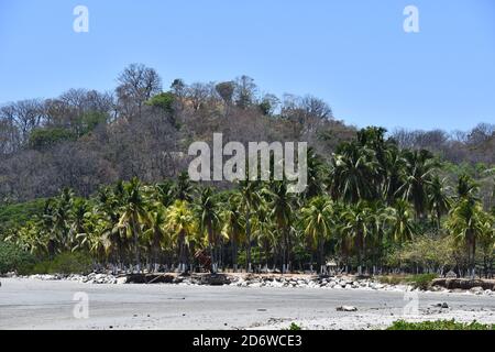 palmier sur la plage à samara nicoya costa rica amérique centrale Banque D'Images