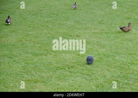 Une colombe parmi les canards sur un terrain - une parmi étrangers Banque D'Images