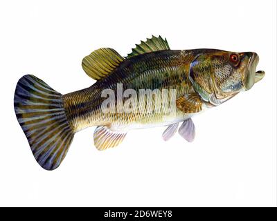 Redeye Bass Tail - le Redeye est une espèce d'achigan d'eau douce que l'on trouve dans les lacs, les rivières et les cours d'eau de Géorgie et d'Alabama, aux États-Unis. Banque D'Images