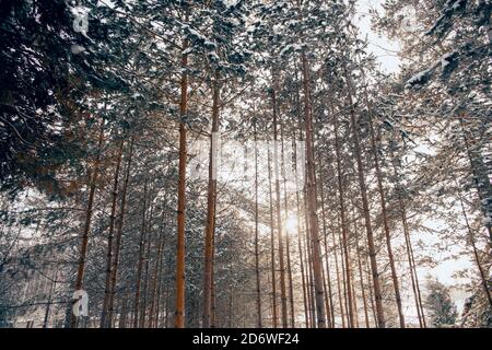 le soleil se brise à travers des branches de pin couvertes de neige Banque D'Images