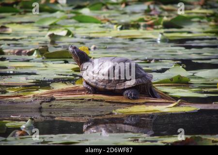 Animal jeté par le propriétaire dans la rivière. Tortue à oreilles rouges dans le lac sur une bûche. Trachemys scripta bask dans le soleil de printemps. Banque D'Images