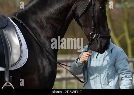 Détail de la race de dressage spéciale Friesian Horse en noir avec une fourrure brillante tenue par une personne méconnaissable Banque D'Images