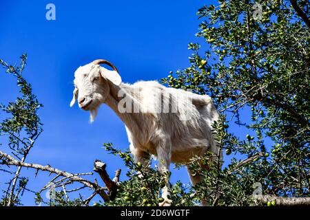 Arganiers et les chèvres sur le chemin entre Marrakech et Essaouira au Maroc Banque D'Images