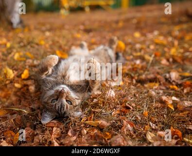 portrait d'automne beau chat rayé se trouve dans le jardin parmi les feuilles brillantes tombées sur le dos avec ses pattes étiré Banque D'Images