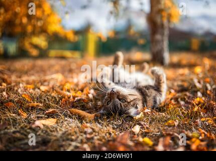 portrait d'automne beau chat rayé se trouve dans le jardin parmi les feuilles brillantes tombées sur le dos avec ses pattes étiré Banque D'Images