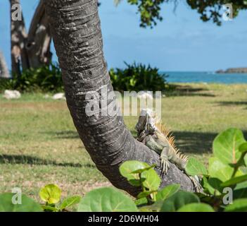 Grand iguana vert se prélassant au soleil sur le tronc de palmier à Sainte-Croix dans les îles Vierges américaines Banque D'Images