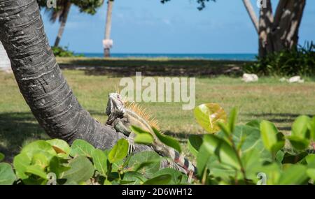 Grand iguana vert se prélassant au soleil sur le tronc de palmier à Sainte-Croix dans les îles Vierges américaines Banque D'Images