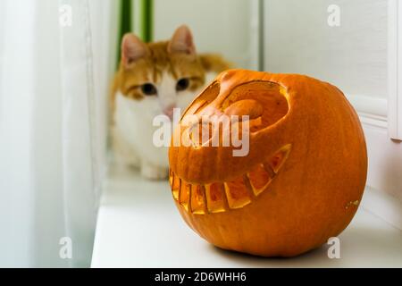 La forme de chat Cheshire sculptée citrouille d'Halloween sur le rebord de la fenêtre Banque D'Images