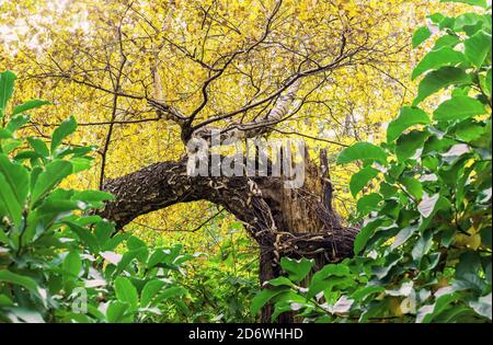 Un nouvel arbre pousse à partir du tronc brisé d'un bouleau. Nouvelle vie d'un vieux arbre. Banque D'Images