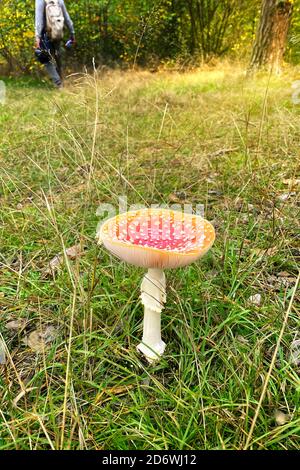 Amanita muscaria. Champignon agarique sauvage rouge de mouche dans la forêt en automne parmi les feuilles sèches dans la forêt. Image verticale. Banque D'Images